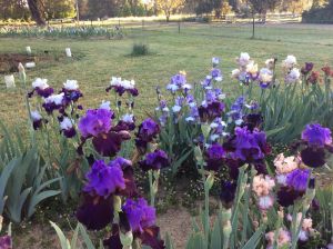 Riverina Iris Farm Open Garden and Iris Display - Wagga Wagga Accommodation
